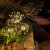 Lampa ogrodowa solarna LED dmuchawiec z bliska